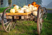 Foto: Wagen mit Kürbis